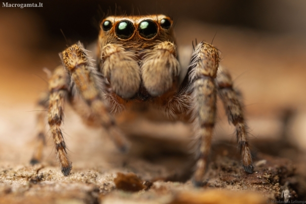 Jumping spider - Evarcha falcata | Fotografijos autorius : Mindaugas Leliunga | © Macrogamta.lt | Šis tinklapis priklauso bendruomenei kuri domisi makro fotografija ir fotografuoja gyvąjį makro pasaulį.