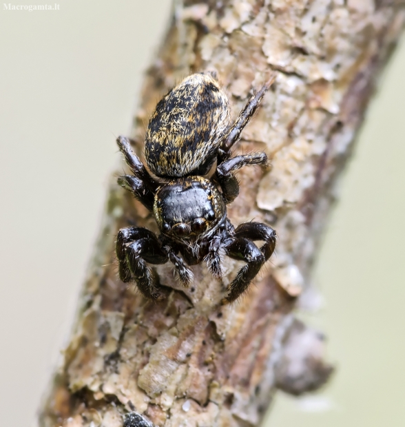 Jumping spider - Evarcha falcata | Fotografijos autorius : Kazimieras Martinaitis | © Macrogamta.lt | Šis tinklapis priklauso bendruomenei kuri domisi makro fotografija ir fotografuoja gyvąjį makro pasaulį.
