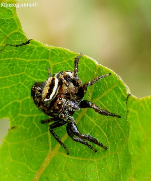 Jumping spider - Evarcha falcata | Fotografijos autorius : Romas Ferenca | © Macrogamta.lt | Šis tinklapis priklauso bendruomenei kuri domisi makro fotografija ir fotografuoja gyvąjį makro pasaulį.