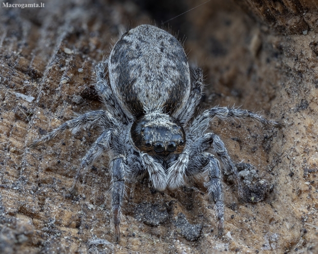 Jumping spider - Menemerus taeniatus ♀ | Fotografijos autorius : Žilvinas Pūtys | © Macronature.eu | Macro photography web site