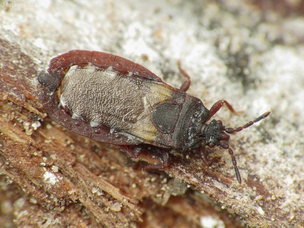 Juosvoji žieviablakė - Aneurus avenius | Fotografijos autorius : Vidas Brazauskas | © Macrogamta.lt | Šis tinklapis priklauso bendruomenei kuri domisi makro fotografija ir fotografuoja gyvąjį makro pasaulį.