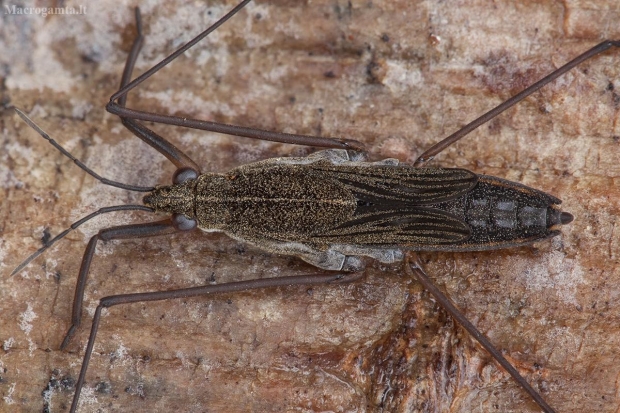 Kūdrinis čiuožikas - Gerris lacustris | Fotografijos autorius : Žilvinas Pūtys | © Macrogamta.lt | Šis tinklapis priklauso bendruomenei kuri domisi makro fotografija ir fotografuoja gyvąjį makro pasaulį.