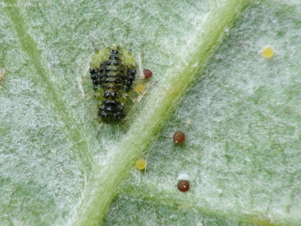 Amaras - Periphyllus lyropictus | Fotografijos autorius : Vidas Brazauskas | © Macrogamta.lt | Šis tinklapis priklauso bendruomenei kuri domisi makro fotografija ir fotografuoja gyvąjį makro pasaulį.
