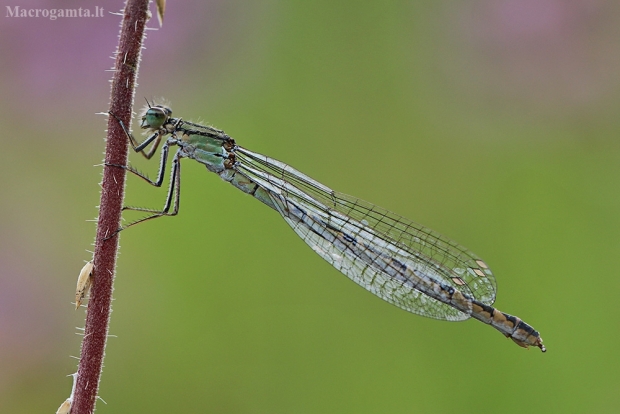 Mėlynoji strėliukė - Enallagma cyathigerum | Fotografijos autorius : Agnė Našlėnienė | © Macrogamta.lt | Šis tinklapis priklauso bendruomenei kuri domisi makro fotografija ir fotografuoja gyvąjį makro pasaulį.