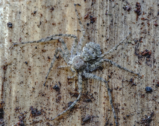 Kamieninis vikrūnas - Philodromus margaritatus | Fotografijos autorius : Kazimieras Martinaitis | © Macrogamta.lt | Šis tinklapis priklauso bendruomenei kuri domisi makro fotografija ir fotografuoja gyvąjį makro pasaulį.