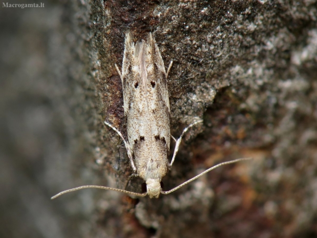 Kandis? | Fotografijos autorius : Vidas Brazauskas | © Macrogamta.lt | Šis tinklapis priklauso bendruomenei kuri domisi makro fotografija ir fotografuoja gyvąjį makro pasaulį.