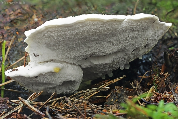 Karčioji postija - Amaropostia stiptica | Fotografijos autorius : Gintautas Steiblys | © Macrogamta.lt | Šis tinklapis priklauso bendruomenei kuri domisi makro fotografija ir fotografuoja gyvąjį makro pasaulį.