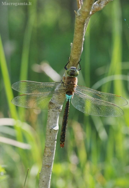 Karališkasis laumžirgis - Anax parthenope | Fotografijos autorius : Deividas Makavičius | © Macrogamta.lt | Šis tinklapis priklauso bendruomenei kuri domisi makro fotografija ir fotografuoja gyvąjį makro pasaulį.