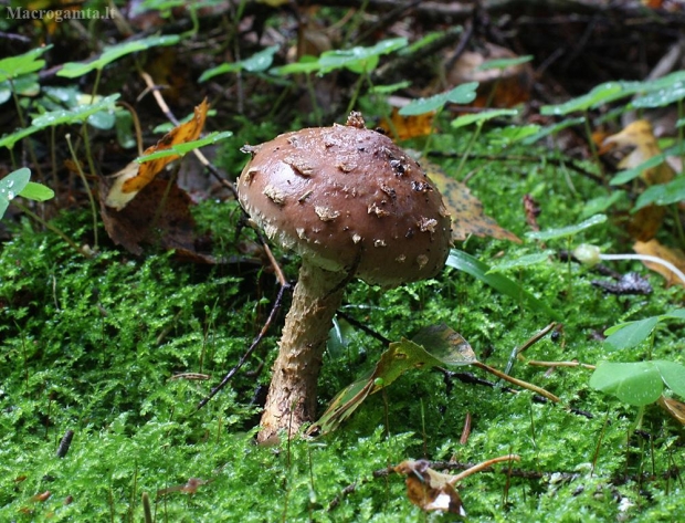 Karpiniuotoji žvyneklė - Hemistropharia albocrenulata | Fotografijos autorius : Vytautas Gluoksnis | © Macrogamta.lt | Šis tinklapis priklauso bendruomenei kuri domisi makro fotografija ir fotografuoja gyvąjį makro pasaulį.