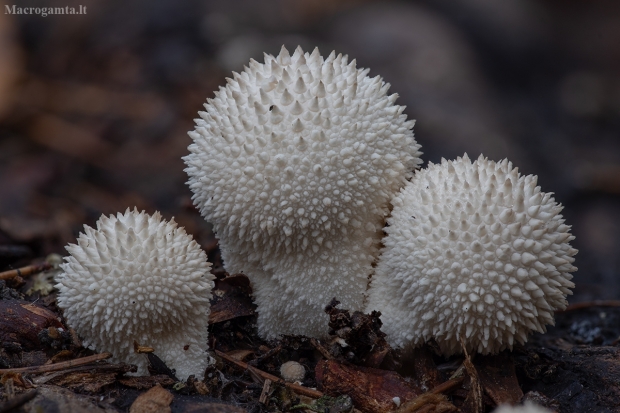 Karpotasis pumpotaukšlis - Lycoperdon perlatum | Fotografijos autorius : Žilvinas Pūtys | © Macrogamta.lt | Šis tinklapis priklauso bendruomenei kuri domisi makro fotografija ir fotografuoja gyvąjį makro pasaulį.