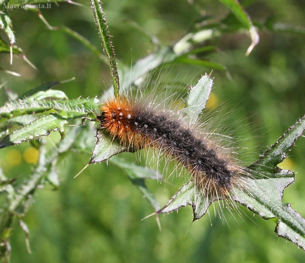 Keršoji meškutė - Arctia caja | Fotografijos autorius : Vytautas Gluoksnis | © Macrogamta.lt | Šis tinklapis priklauso bendruomenei kuri domisi makro fotografija ir fotografuoja gyvąjį makro pasaulį.