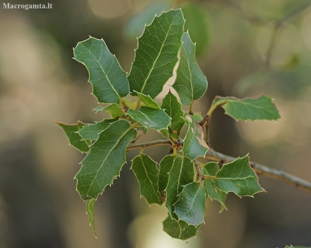 Kermes oak - Quercus coccifera | Fotografijos autorius : Gintautas Steiblys | © Macronature.eu | Macro photography web site