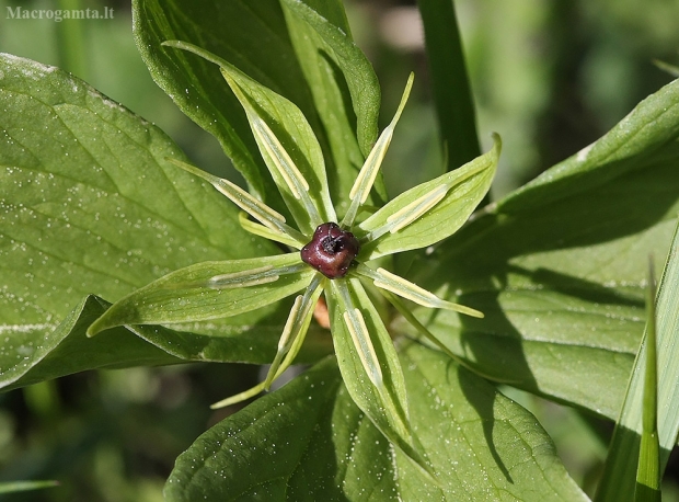 Keturlapė vilkauogė - Paris quadrifolia | Fotografijos autorius : Vytautas Gluoksnis | © Macrogamta.lt | Šis tinklapis priklauso bendruomenei kuri domisi makro fotografija ir fotografuoja gyvąjį makro pasaulį.
