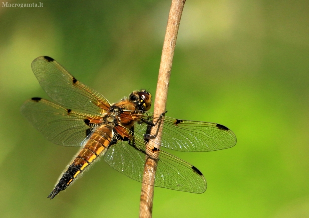 Keturtaškė skėtė - Libellula quadrimaculata | Fotografijos autorius : Ramunė Vakarė | © Macrogamta.lt | Šis tinklapis priklauso bendruomenei kuri domisi makro fotografija ir fotografuoja gyvąjį makro pasaulį.