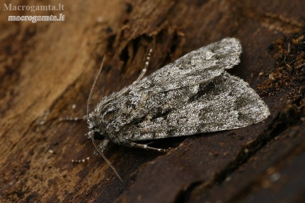 Knot grass moth - Acronicta rumicis  | Fotografijos autorius : Gintautas Steiblys | © Macronature.eu | Macro photography web site