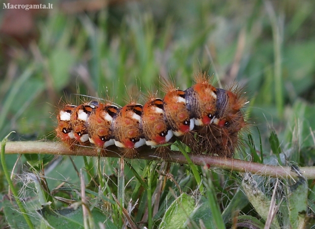 Knot grass moth - Acronicta rumicis, catterpilar | Fotografijos autorius : Vytautas Gluoksnis | © Macronature.eu | Macro photography web site