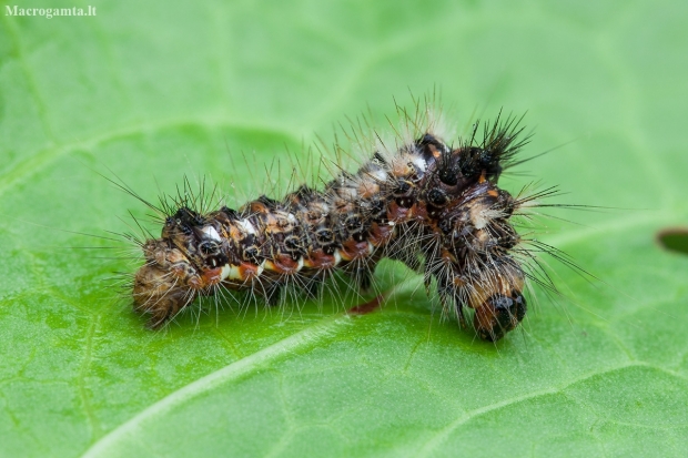 Knot grass moth - Acronicta rumicis, catterpilar | Fotografijos autorius : Žilvinas Pūtys | © Macronature.eu | Macro photography web site