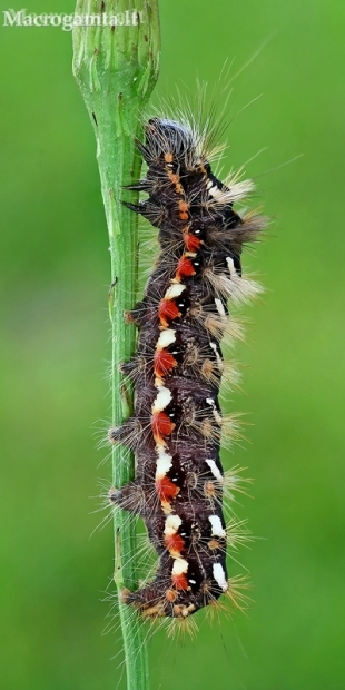 Rūgštyninis strėlinukas - Acronicta rumicis, vikšras | Fotografijos autorius : Gintautas Steiblys | © Macronature.eu | Macro photography web site