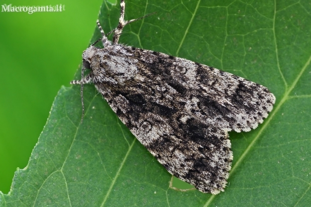 Knot grass moth - Acronicta rumicis | Fotografijos autorius : Gintautas Steiblys | © Macronature.eu | Macro photography web site