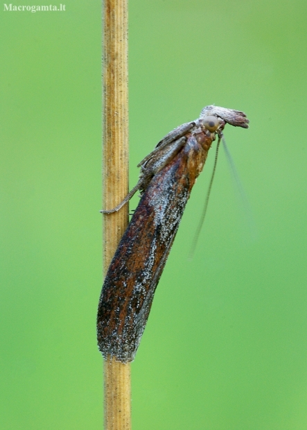 Knot-horn moth - Selagia spadicella | Fotografijos autorius : Romas Ferenca | © Macronature.eu | Macro photography web site