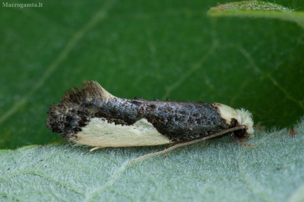 Kraštadėmis monopis - Monopis monachella | Fotografijos autorius : Žilvinas Pūtys | © Macrogamta.lt | Šis tinklapis priklauso bendruomenei kuri domisi makro fotografija ir fotografuoja gyvąjį makro pasaulį.