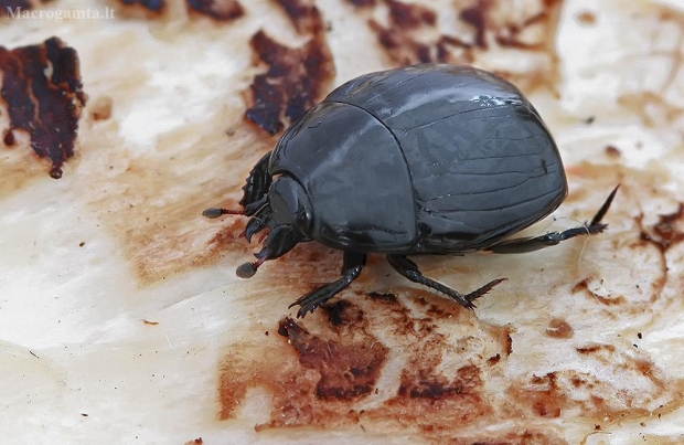 Dvėseninis krypūnėlis - Margarinotus brunneus | Fotografijos autorius : Gintautas Steiblys | © Macrogamta.lt | Šis tinklapis priklauso bendruomenei kuri domisi makro fotografija ir fotografuoja gyvąjį makro pasaulį.