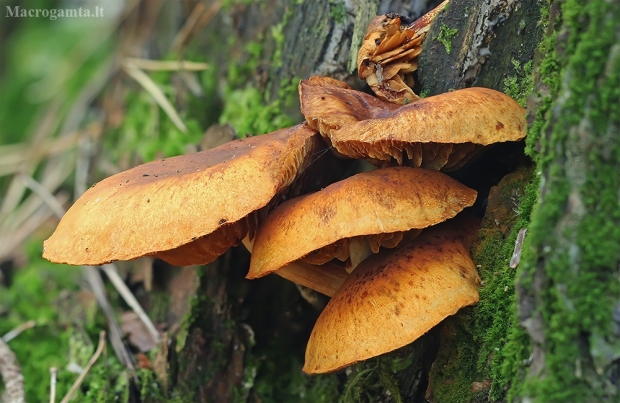 Auksaviršė karteklė - Gymnopilus penetrans | Fotografijos autorius : Gintautas Steiblys | © Macrogamta.lt | Šis tinklapis priklauso bendruomenei kuri domisi makro fotografija ir fotografuoja gyvąjį makro pasaulį.