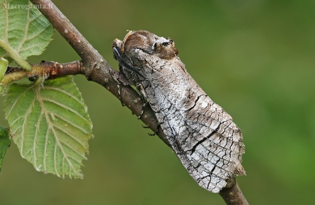 Gluosninis medgręžis - Cossus cossus | Fotografijos autorius : Gintautas Steiblys | © Macrogamta.lt | Šis tinklapis priklauso bendruomenei kuri domisi makro fotografija ir fotografuoja gyvąjį makro pasaulį.