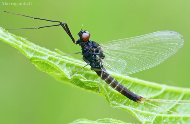 Lašalas - Paraleptophlebia submarginata ♂ | Fotografijos autorius : Gintautas Steiblys | © Macrogamta.lt | Šis tinklapis priklauso bendruomenei kuri domisi makro fotografija ir fotografuoja gyvąjį makro pasaulį.