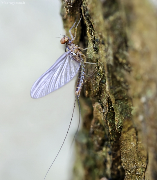 Lašalas - Anafroptilum sp. | Fotografijos autorius : Kazimieras Martinaitis | © Macrogamta.lt | Šis tinklapis priklauso bendruomenei kuri domisi makro fotografija ir fotografuoja gyvąjį makro pasaulį.