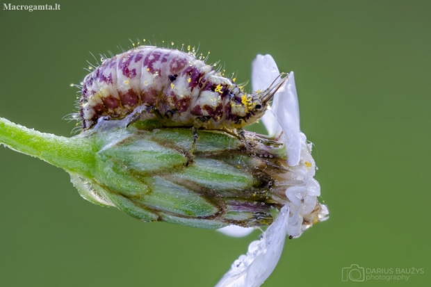 Lacewing's larva | Fotografijos autorius : Darius Baužys | © Macronature.eu | Macro photography web site