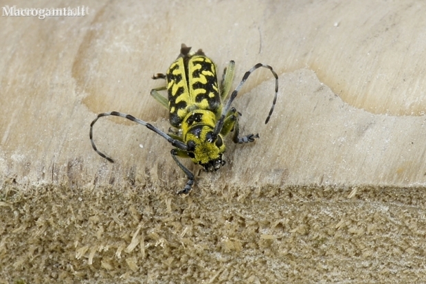 Ladder-marked longhorn beetle - Saperda scalaris | Fotografijos autorius : Giedrius Markevičius | © Macronature.eu | Macro photography web site