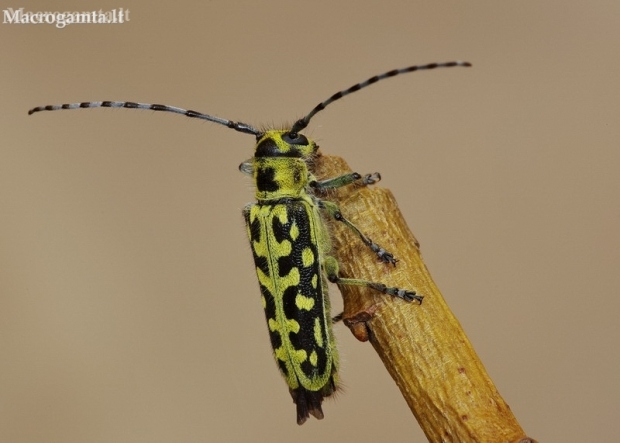 Ladder-marked longhorn beetle - Saperda scalaris | Fotografijos autorius : Deividas Makavičius | © Macronature.eu | Macro photography web site