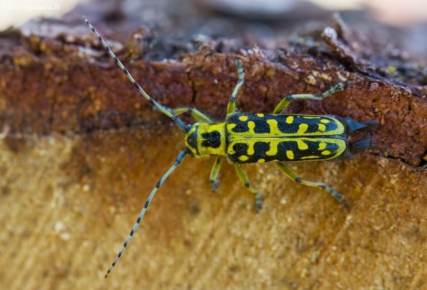 Ladder-marked longhorn beetle - Saperda scalaris | Fotografijos autorius : Zita Gasiūnaitė | © Macronature.eu | Macro photography web site