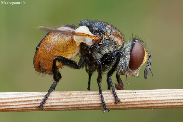 Ladybird fly - Gymnosoma rotundatum ♂ | Fotografijos autorius : Žilvinas Pūtys | © Macronature.eu | Macro photography web site