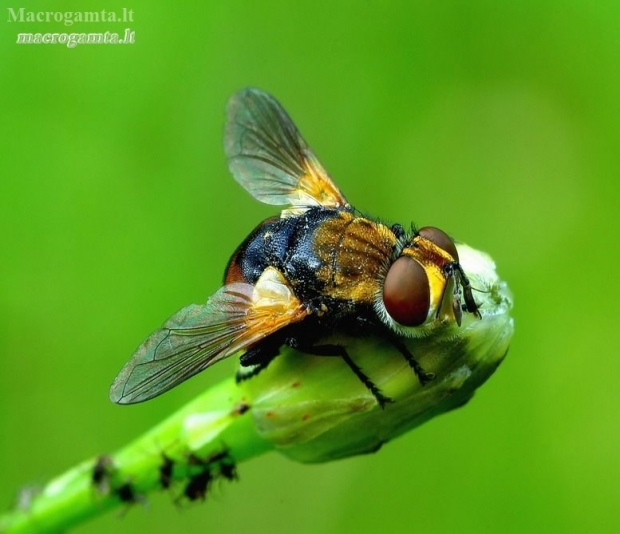 Ladybird fly - Gymnosoma rotundatum | Fotografijos autorius : Romas Ferenca | © Macronature.eu | Macro photography web site