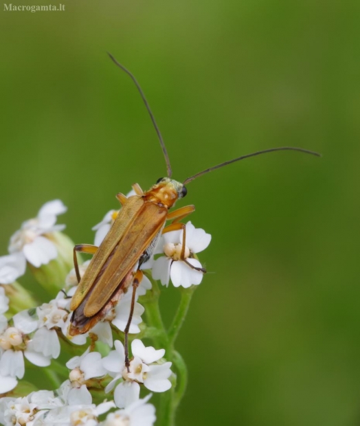 Laibavabalis - Oedemera podagrariae ♀ | Fotografijos autorius : Romas Ferenca | © Macrogamta.lt | Šis tinklapis priklauso bendruomenei kuri domisi makro fotografija ir fotografuoja gyvąjį makro pasaulį.