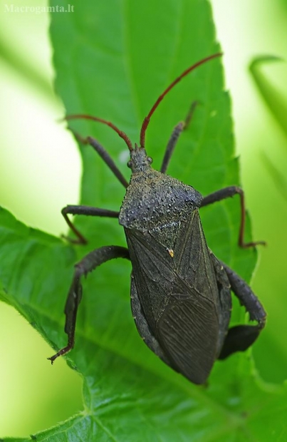 Lapakojė kampuotblakė - Acanthocephala terminalis | Fotografijos autorius : Deividas Makavičius | © Macrogamta.lt | Šis tinklapis priklauso bendruomenei kuri domisi makro fotografija ir fotografuoja gyvąjį makro pasaulį.