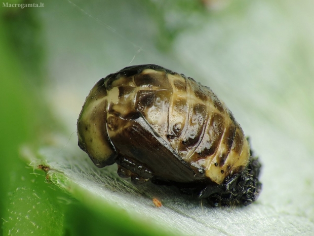 Lapgraužio lėliukė ? | Fotografijos autorius : Vidas Brazauskas | © Macrogamta.lt | Šis tinklapis priklauso bendruomenei kuri domisi makro fotografija ir fotografuoja gyvąjį makro pasaulį.