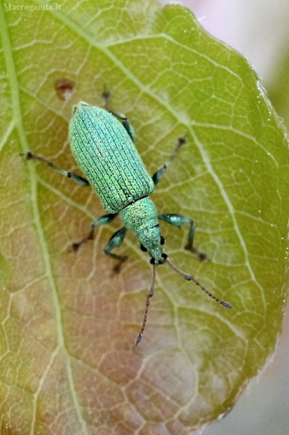Lapinukas - Phyllobius maculicornis | Fotografijos autorius : Vytautas Tamutis | © Macrogamta.lt | Šis tinklapis priklauso bendruomenei kuri domisi makro fotografija ir fotografuoja gyvąjį makro pasaulį.