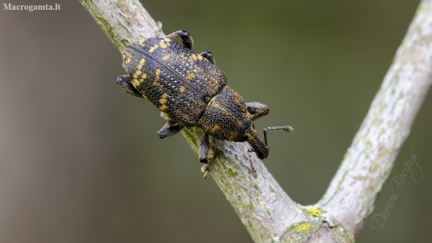 Didysis pušinis straubliukas | Hylobius abietis | Fotografijos autorius : Darius Baužys | © Macronature.eu | Macro photography web site