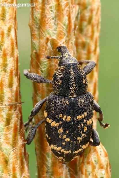 Large Pine Weevil - Hylobius abietis  | Fotografijos autorius : Gintautas Steiblys | © Macronature.eu | Macro photography web site