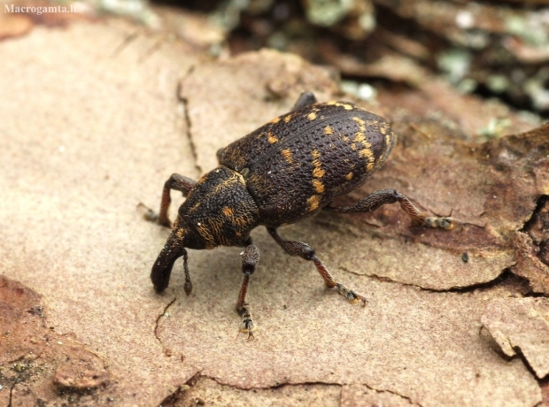 Large Pine Weevil - Hylobius abietis | Fotografijos autorius : Vytautas Tamutis | © Macronature.eu | Macro photography web site