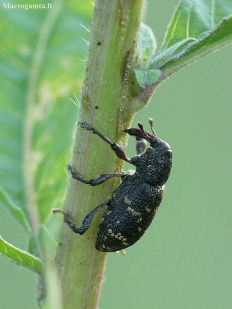 Didysis pušinis straubliukas - Hylobius abietis | Fotografijos autorius : Vidas Brazauskas | © Macronature.eu | Macro photography web site