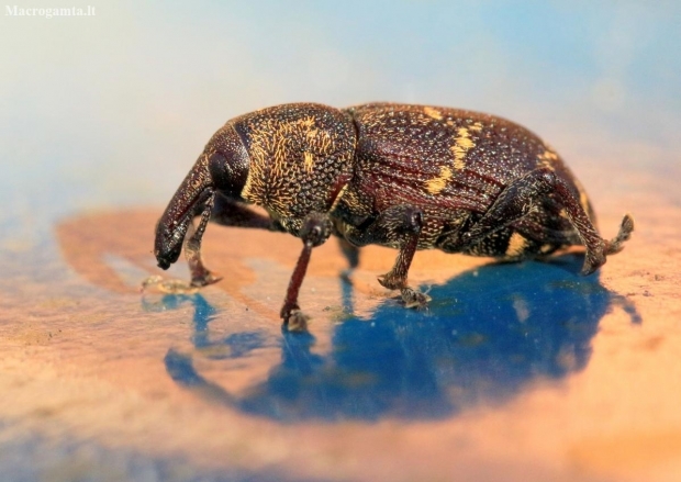 Large Pine Weevil - Hylobius abietis | Fotografijos autorius : Ramunė Vakarė | © Macronature.eu | Macro photography web site