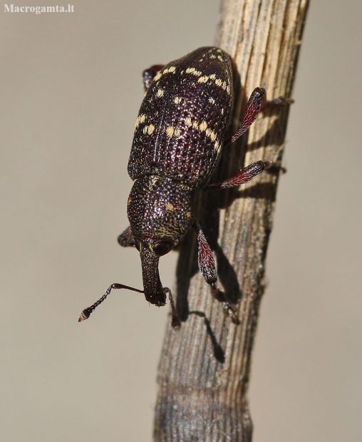 Large Pine Weevil - Hylobius abietis | Fotografijos autorius : Vytautas Gluoksnis | © Macronature.eu | Macro photography web site