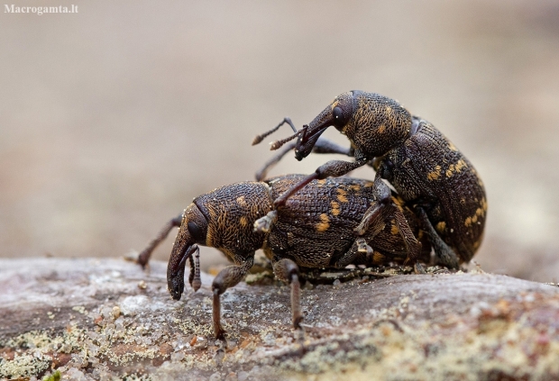 Large Pine Weevil - Hylobius abietis | Fotografijos autorius : Zita Gasiūnaitė | © Macronature.eu | Macro photography web site