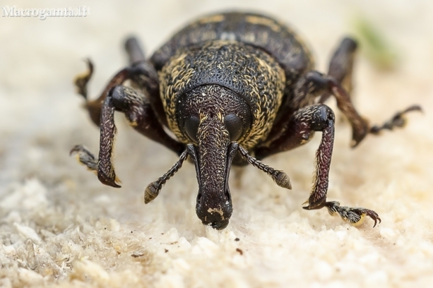 Large Pine Weevil - Hylobius abietis | Fotografijos autorius : Darius Baužys | © Macronature.eu | Macro photography web site