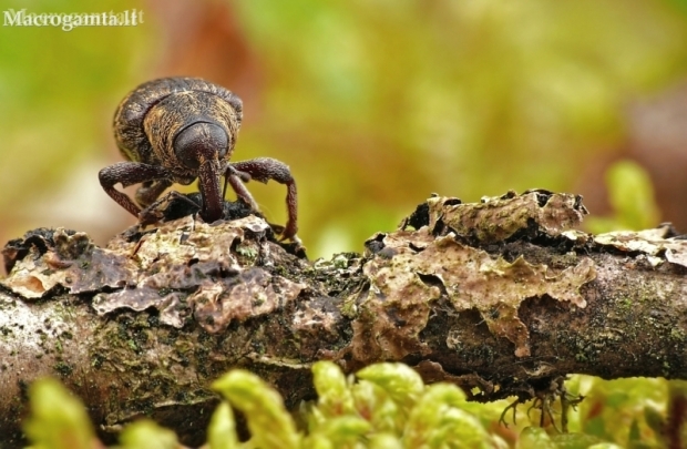 Large Pine Weevil - Hylobius abietis | Fotografijos autorius : Aivaras Markauskas | © Macronature.eu | Macro photography web site