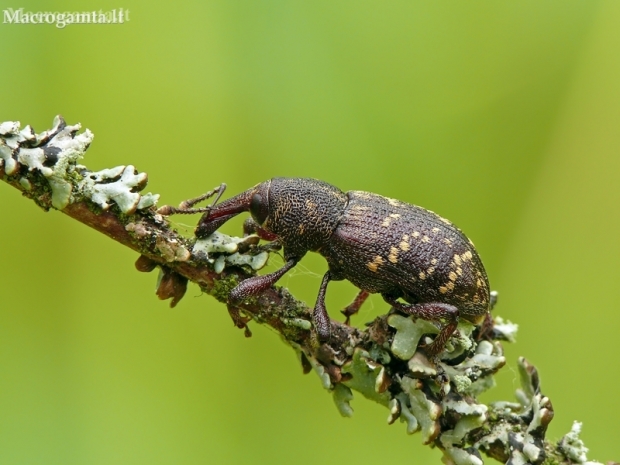 Large Pine Weevil - Hylobius abietis | Fotografijos autorius : Darius Baužys | © Macronature.eu | Macro photography web site